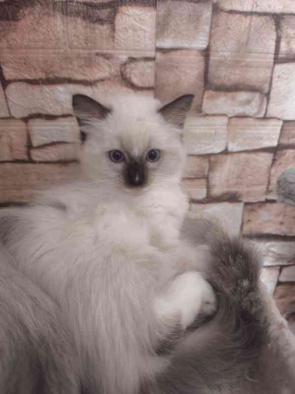 Ragdoll kočičky - foto 2