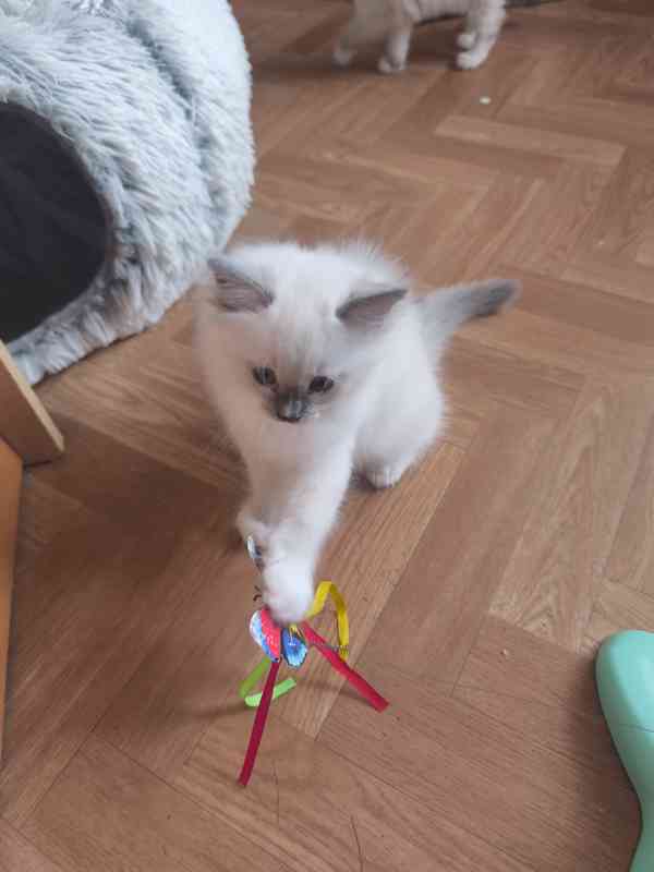 Ragdoll kočičky - foto 7