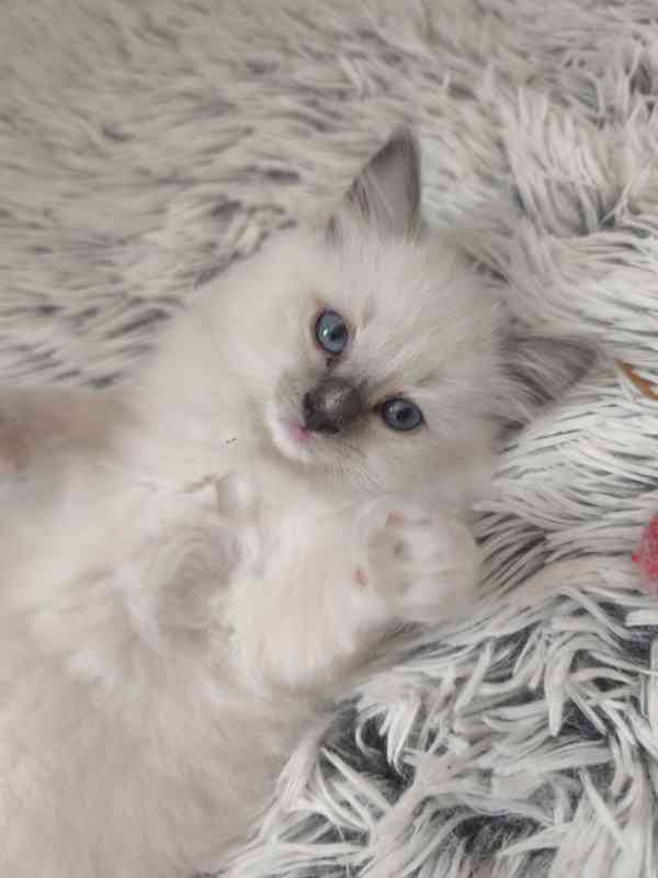 Ragdoll kočičky - foto 12