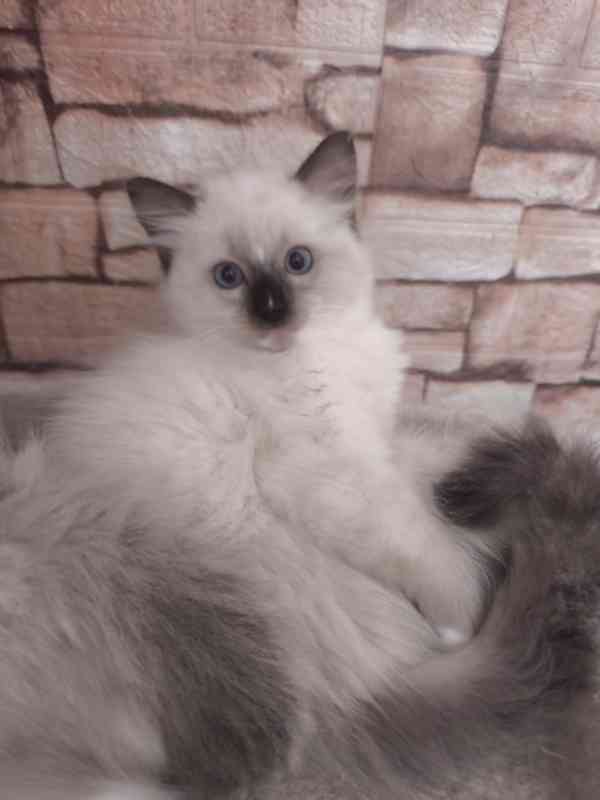 Ragdoll kočičky - foto 5