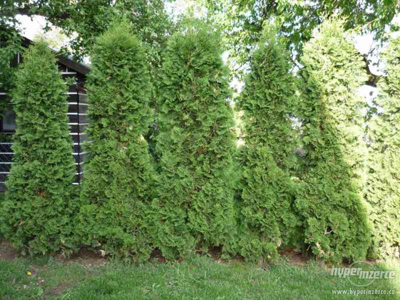 Vzrostlé túje - foto 1