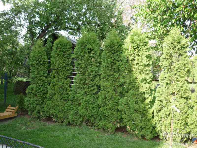 Vzrostlé túje - foto 2