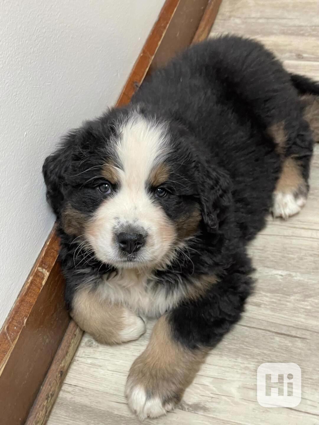 Štěňata Benerseského salašnického psa perfektní kvality - foto 1