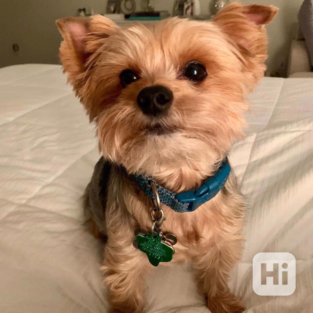 Domácí štěňata yorkshirského teriera k přestěhování. - foto 1