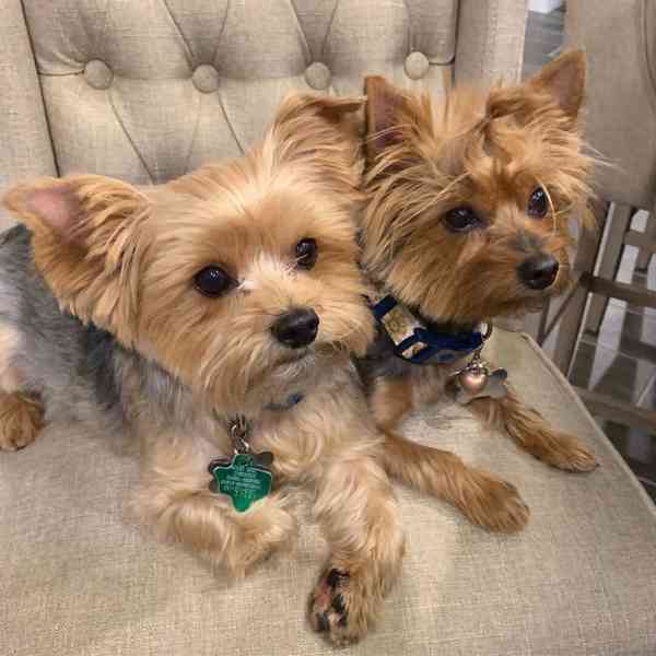 Domácí štěňata yorkshirského teriera k přestěhování. - foto 2