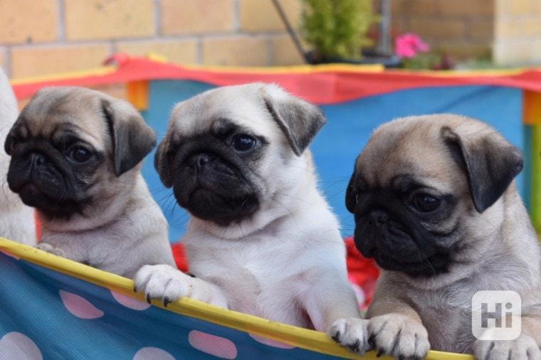 Vytírá štěňata k adopci a k ​​přemístění - foto 1