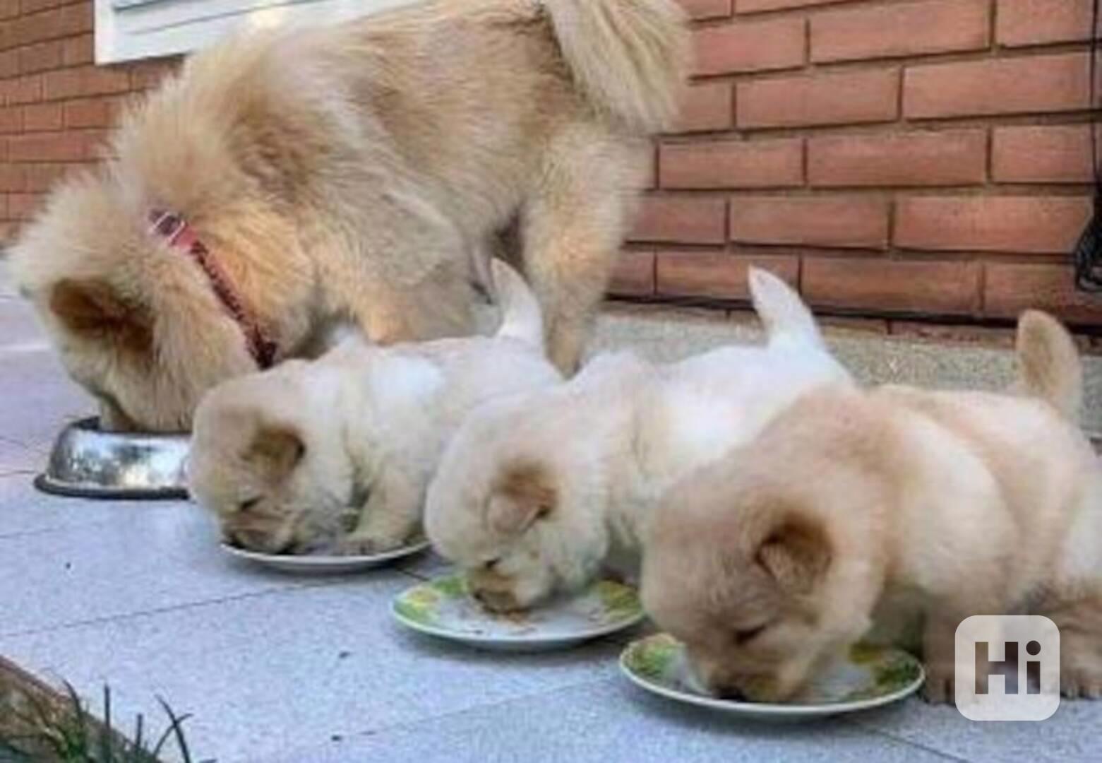 štěňátka čau čau k adopci - foto 1