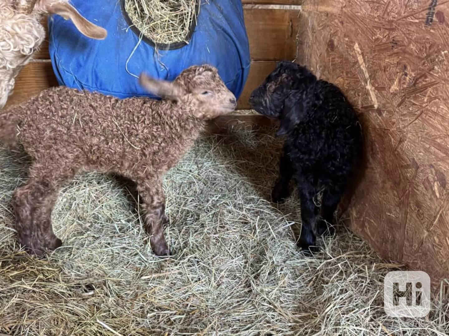 Prodám krásné nigerijské zakrslé kozy! - foto 1