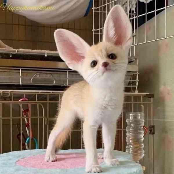 Špičková fennec liška zdarma k adopci zdarma   - foto 3