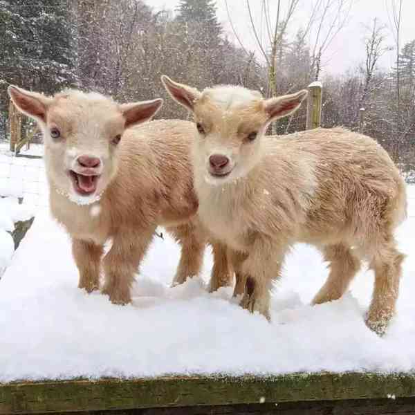 Nádherné kozy na prodej!