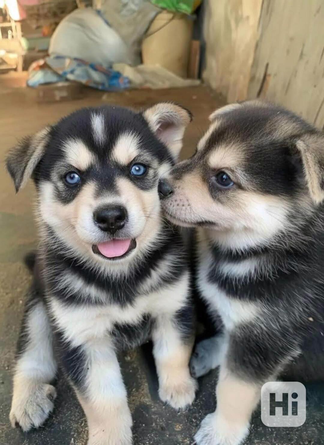 NÁDHERNÁ ŠTĚŇATA SIBIŘSKÉHO HUSKYHO - PES A FENA - foto 1