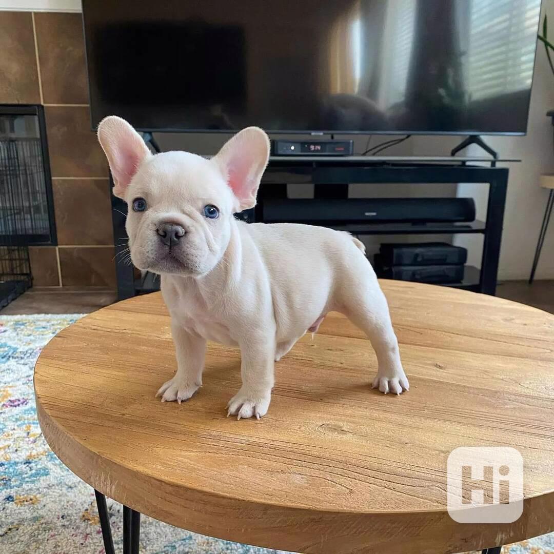 Zdarma Dobře vycvičená štěňata francouzského buldočka  - foto 1