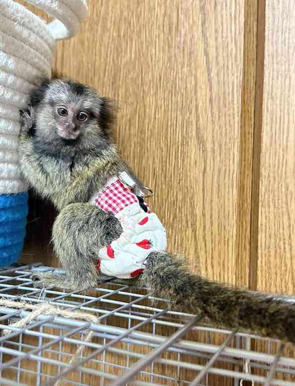 Kosmani opice k dispozici - foto 1