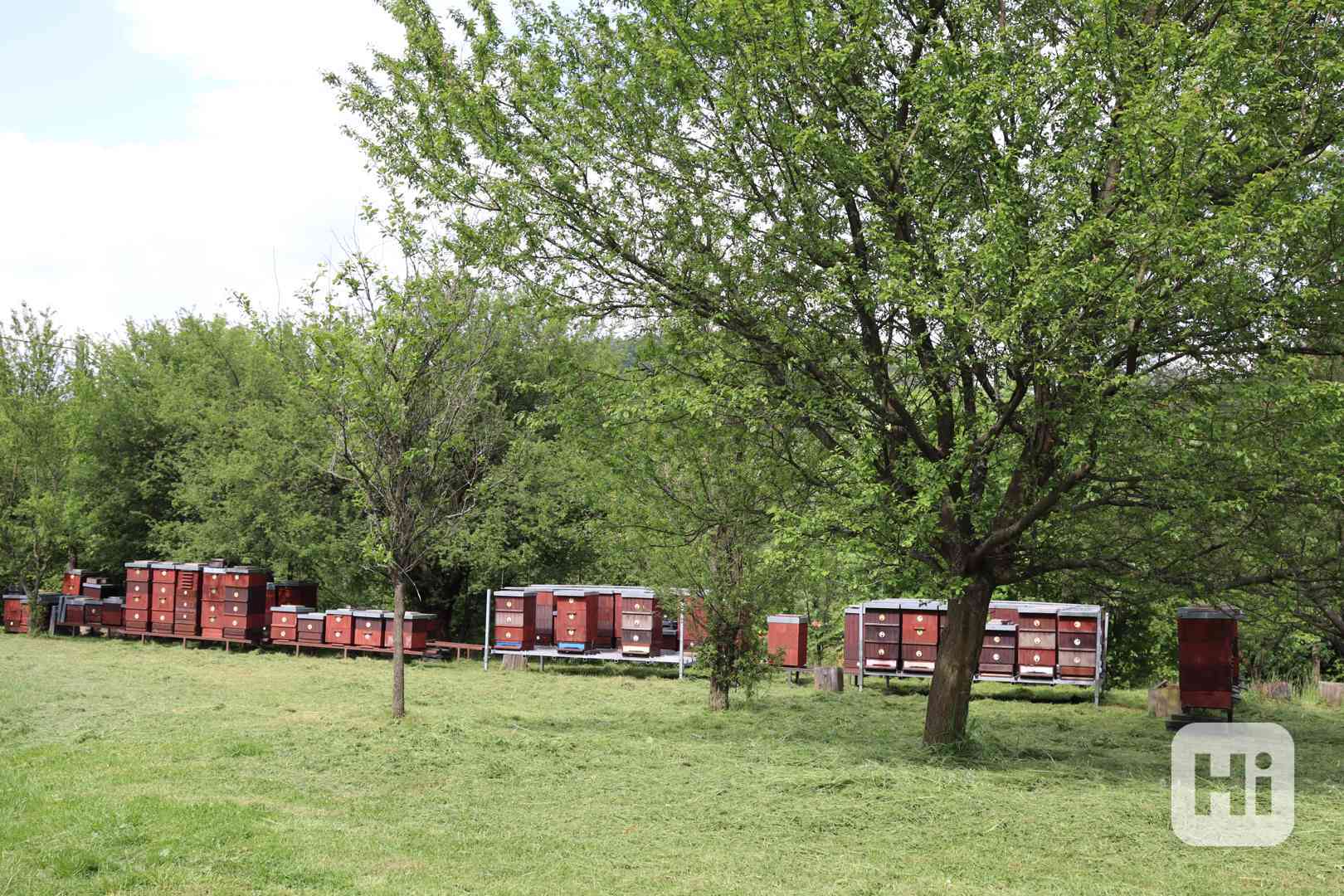 Včelí oddělky - foto 1