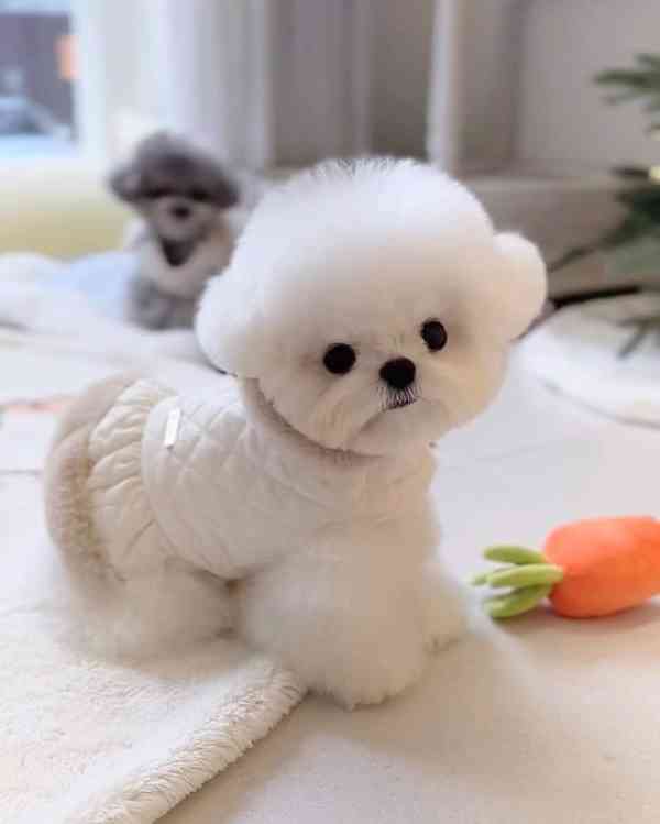 Jorkšíri k adopci - foto 2