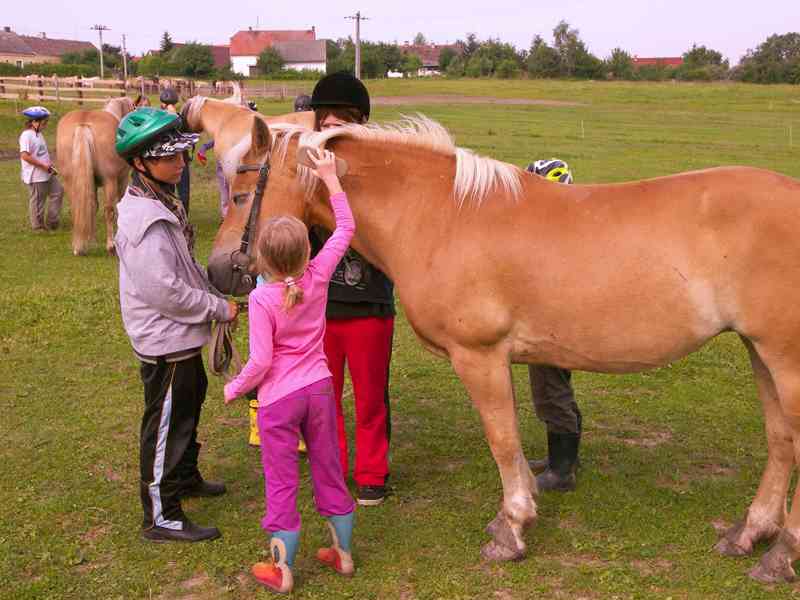 Dětský koňský tábor se zvířaty na statku - foto 25