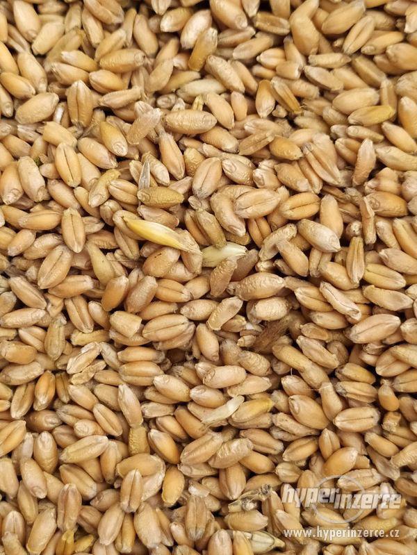 Pšenice, ječmen - foto 1