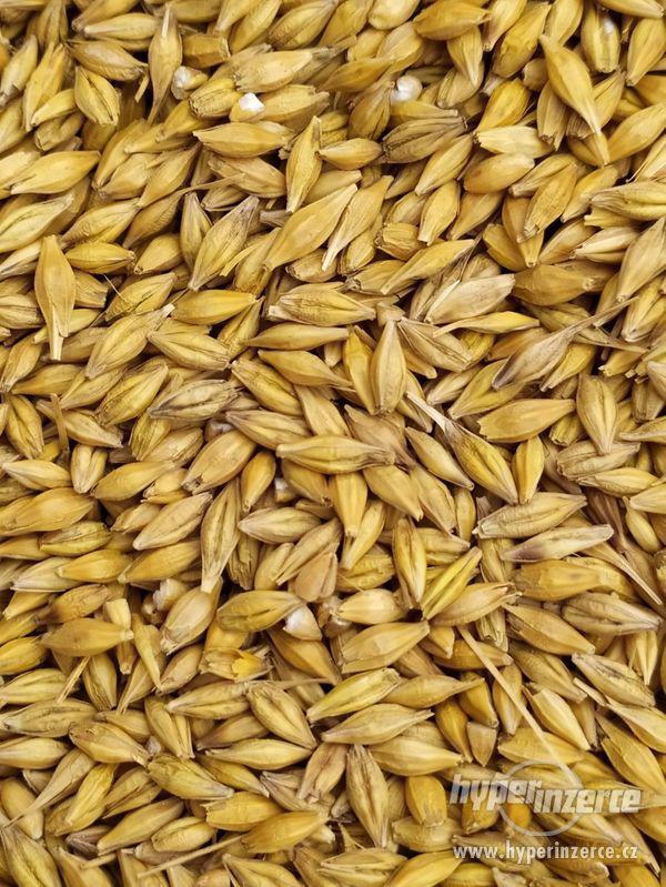 Pšenice, ječmen - foto 2