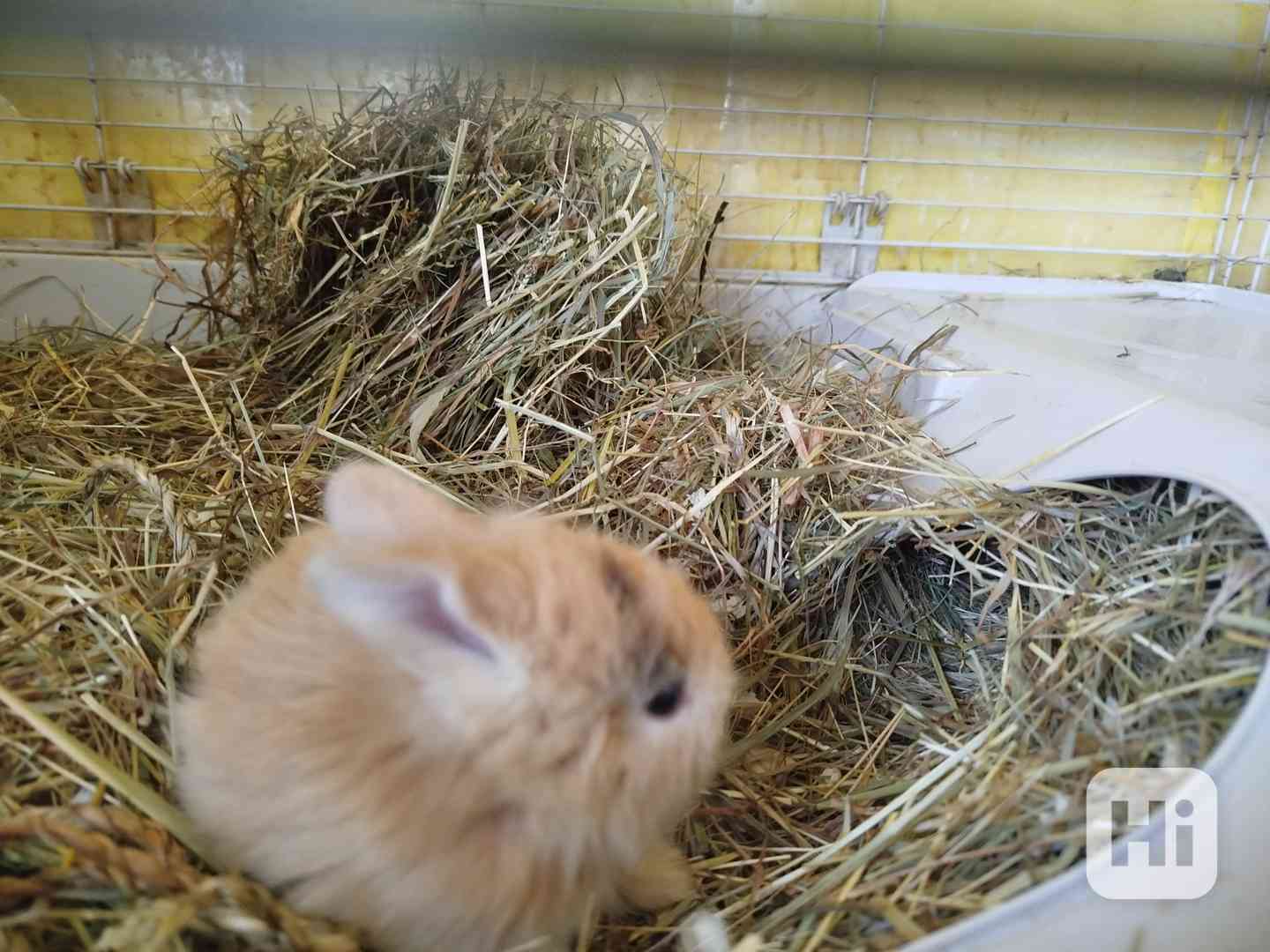 králíček Pirát - foto 1