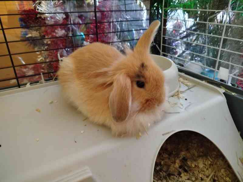 králíček Pirát - foto 2