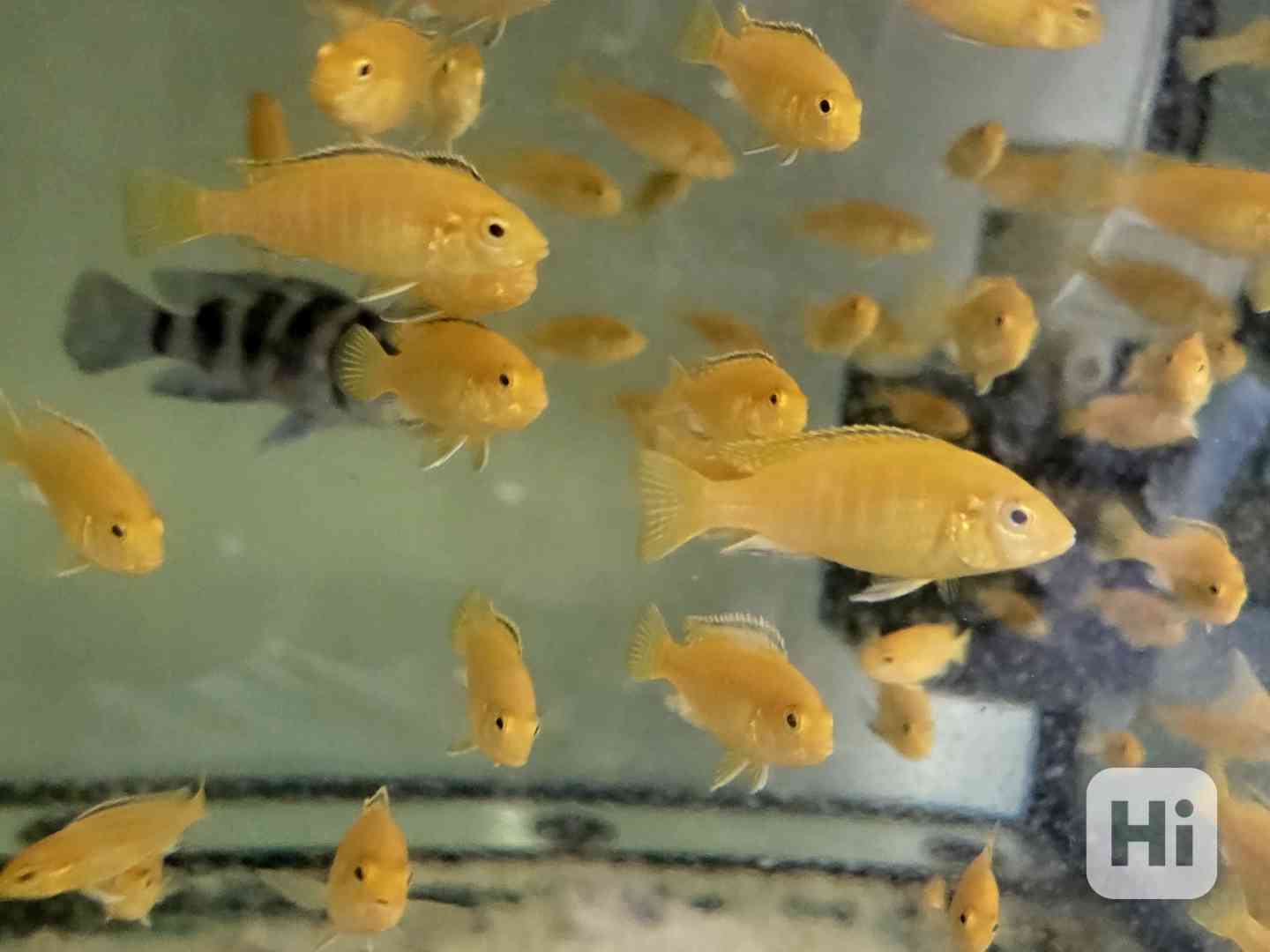 Labidochromis yellow - foto 1
