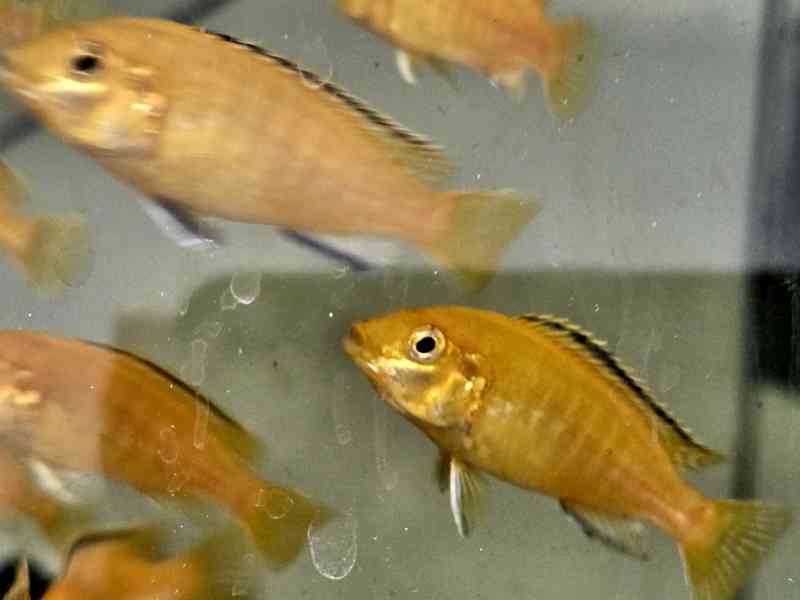 Labidochromis yellow - foto 2