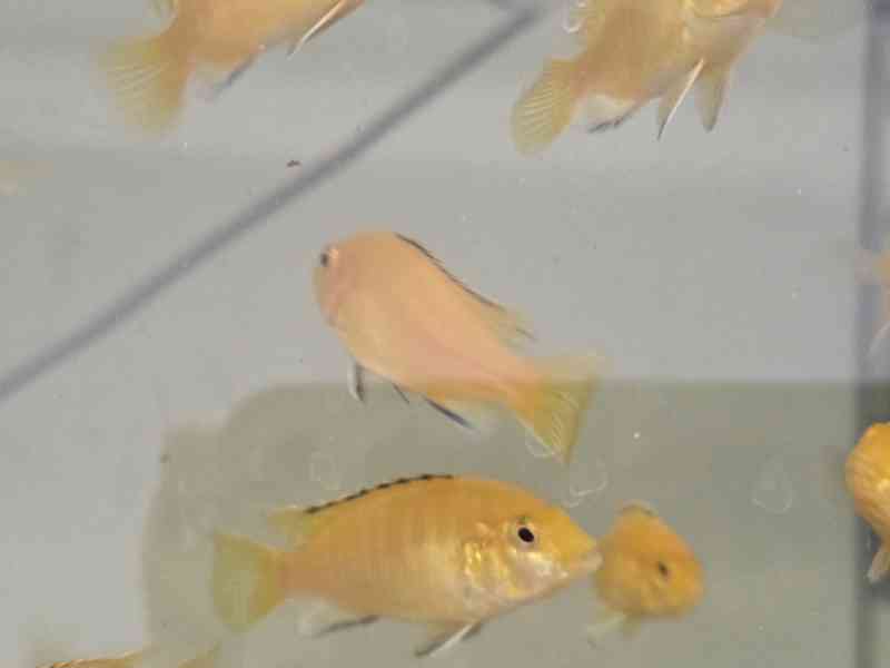 Labidochromis yellow - foto 3