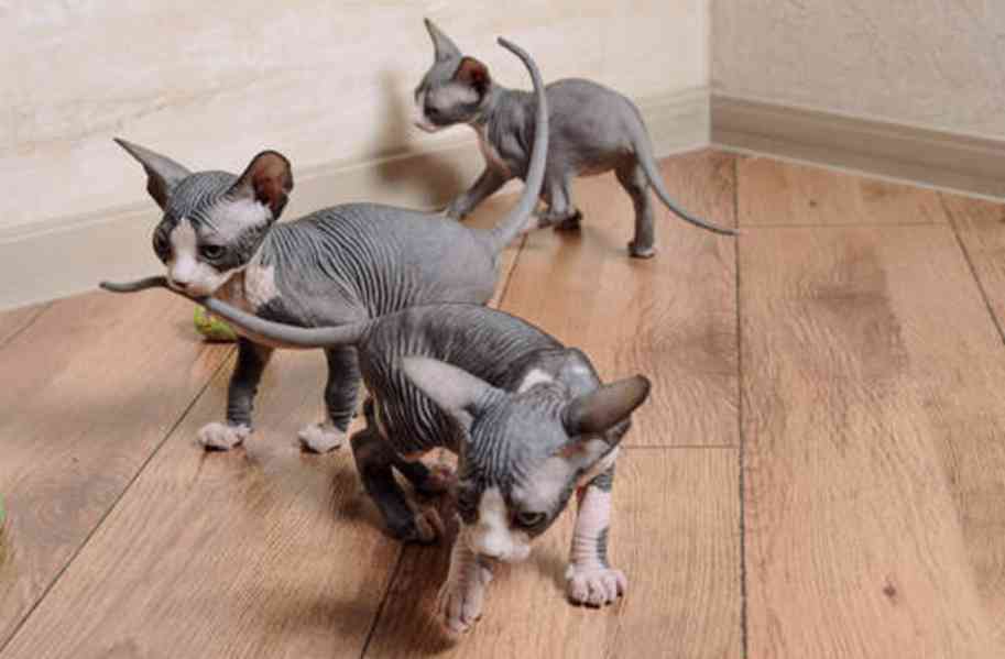 Kanadský sphynx koťátka - foto 2