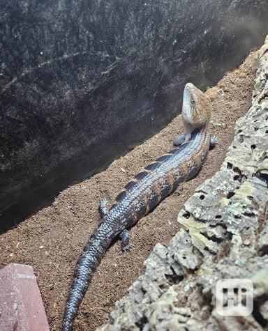 Prodej scinka s modrým jazykem ovčím  - foto 1