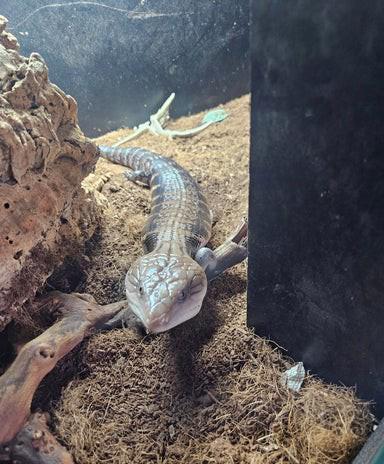 Prodej scinka s modrým jazykem ovčím  - foto 2