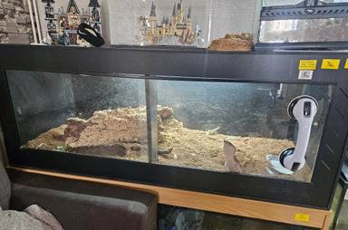 Prodej scinka s modrým jazykem ovčím  - foto 4