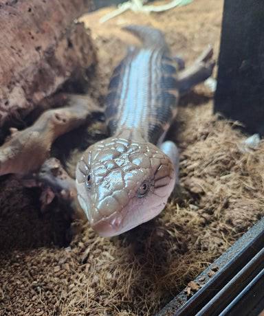 Prodej scinka s modrým jazykem ovčím  - foto 3