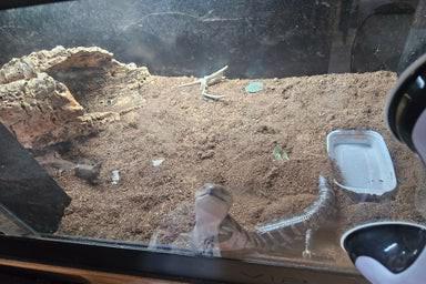 Prodej scinka s modrým jazykem ovčím  - foto 5