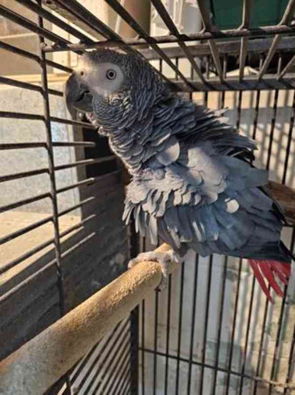 Upovídaný africký papoušek šedý.