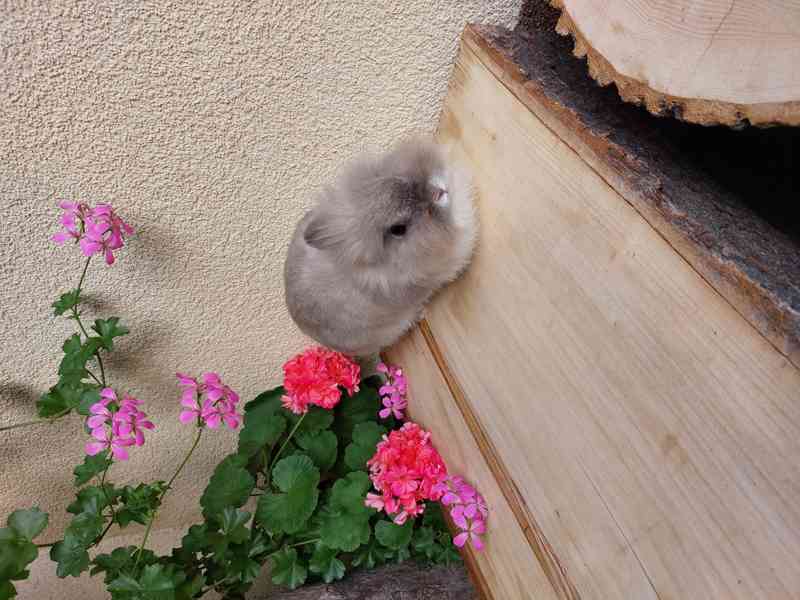 Zakrslý králík - starší samička Jasmína (siam, bílopesíkatá) - foto 1