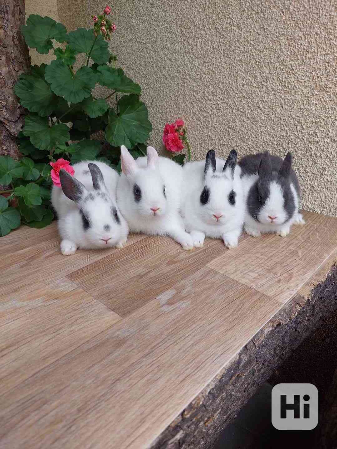 Zakrslý králík hladkosrstý - foto 1