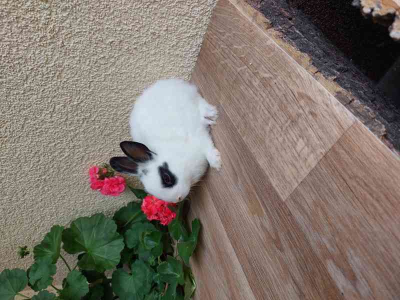 Zakrslý králík hladkosrstý - foto 7