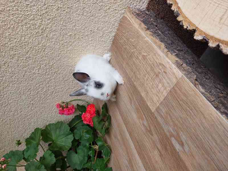 Zakrslý králík hladkosrstý - foto 3