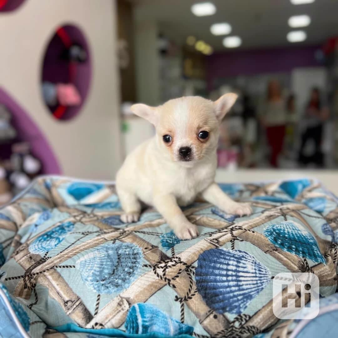 Roztomilé štěně čivavy hledá trvalý domov🐾 - foto 1