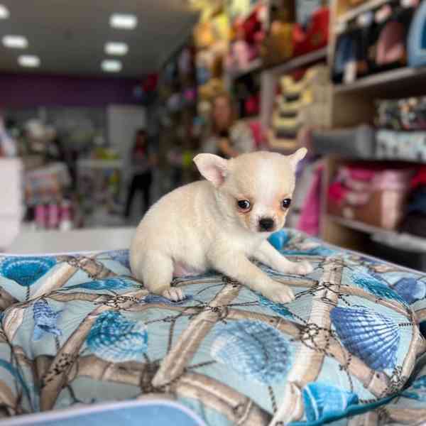 Roztomilé štěně čivavy hledá trvalý domov🐾 - foto 4