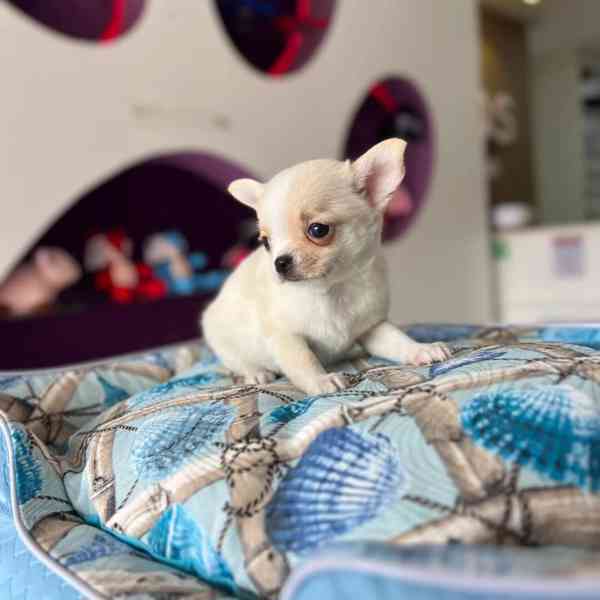 Roztomilé štěně čivavy hledá trvalý domov🐾 - foto 2