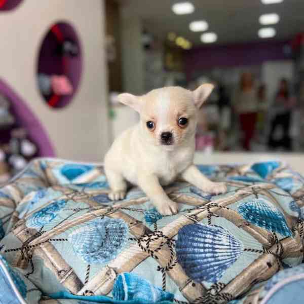 Roztomilé štěně čivavy hledá trvalý domov🐾 - foto 1