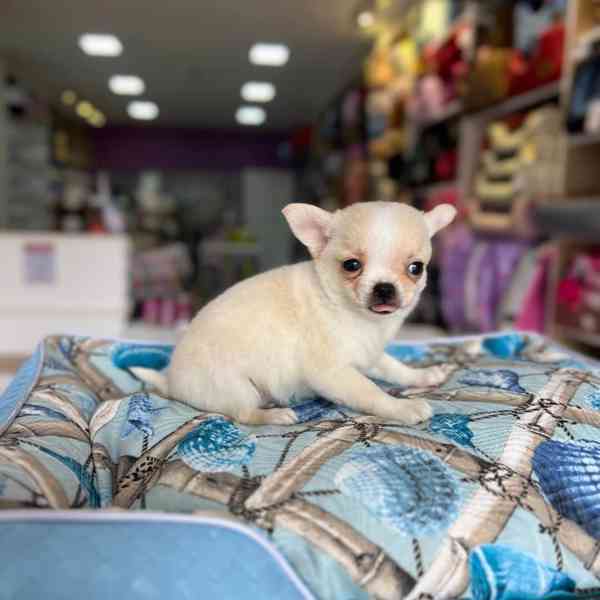 Roztomilé štěně čivavy hledá trvalý domov🐾 - foto 3