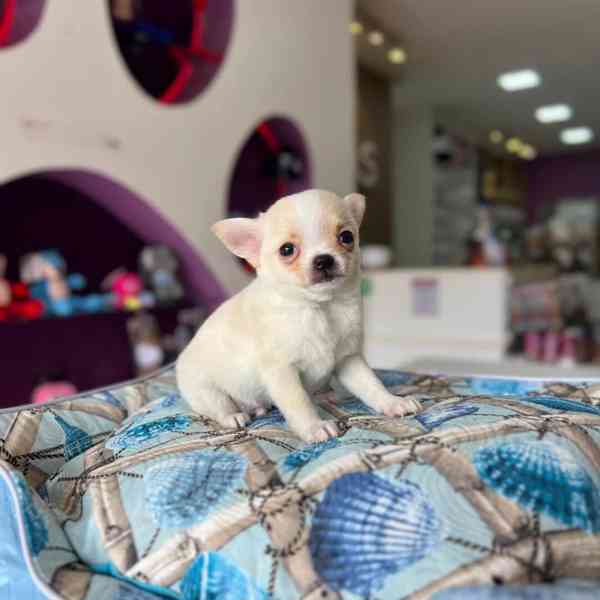 Roztomilé štěně čivavy hledá trvalý domov🐾 - foto 5