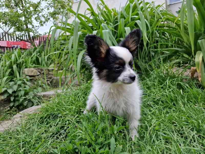 Papillon štěňata s PP FCI - foto 5