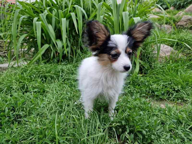 Papillon štěňata s PP FCI - foto 4