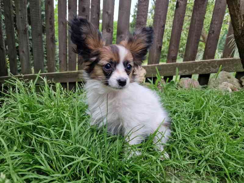 Papillon štěňata s PP FCI - foto 2