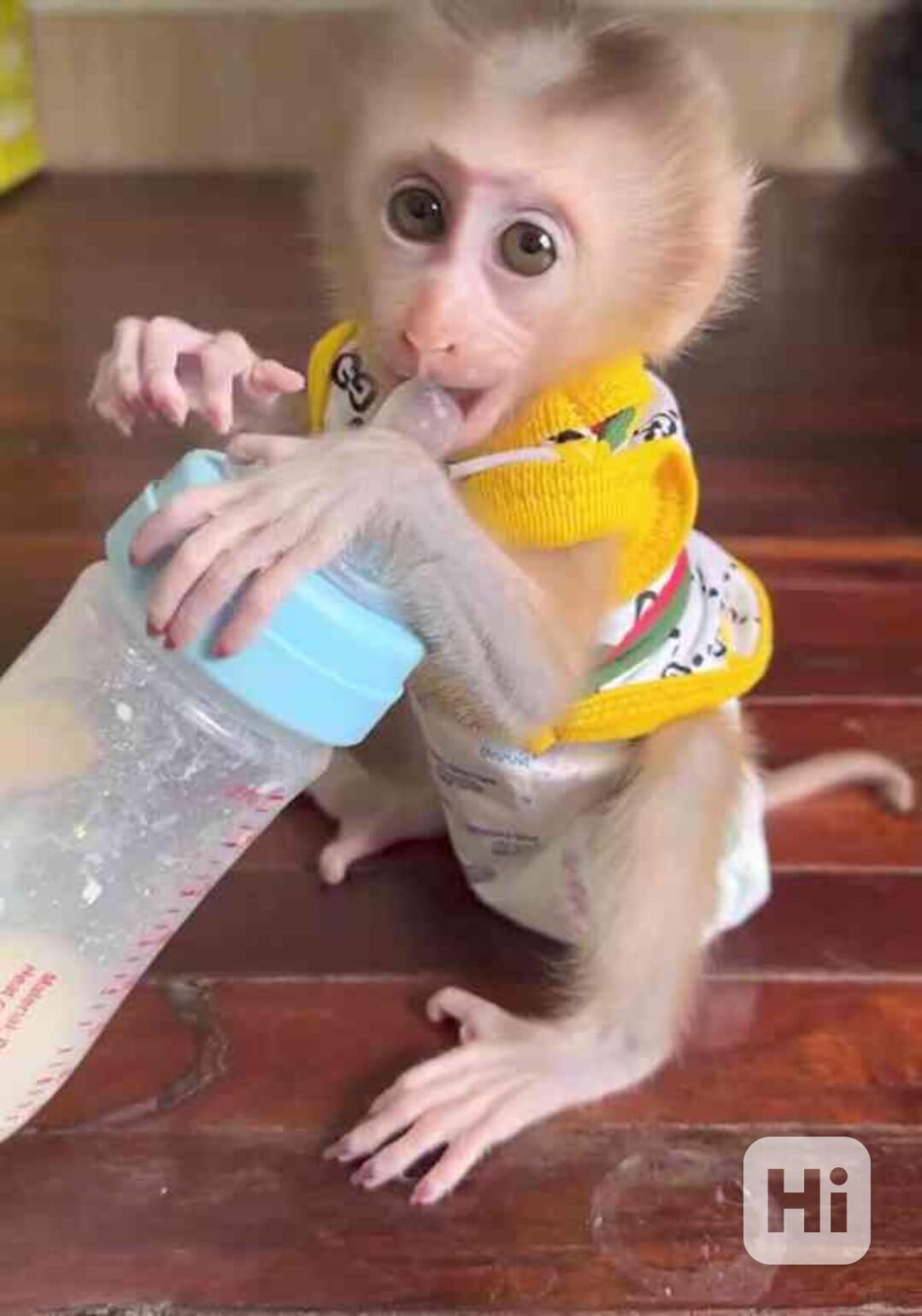 Malý samec kapucínské opičky k adopci - foto 1