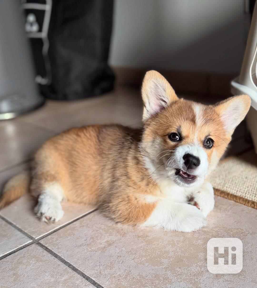 Velšský corgi  - foto 1