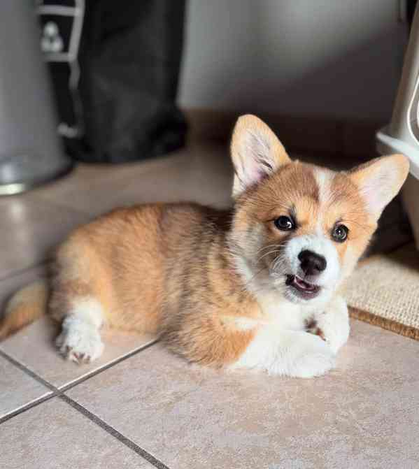 Velšský corgi - foto 1